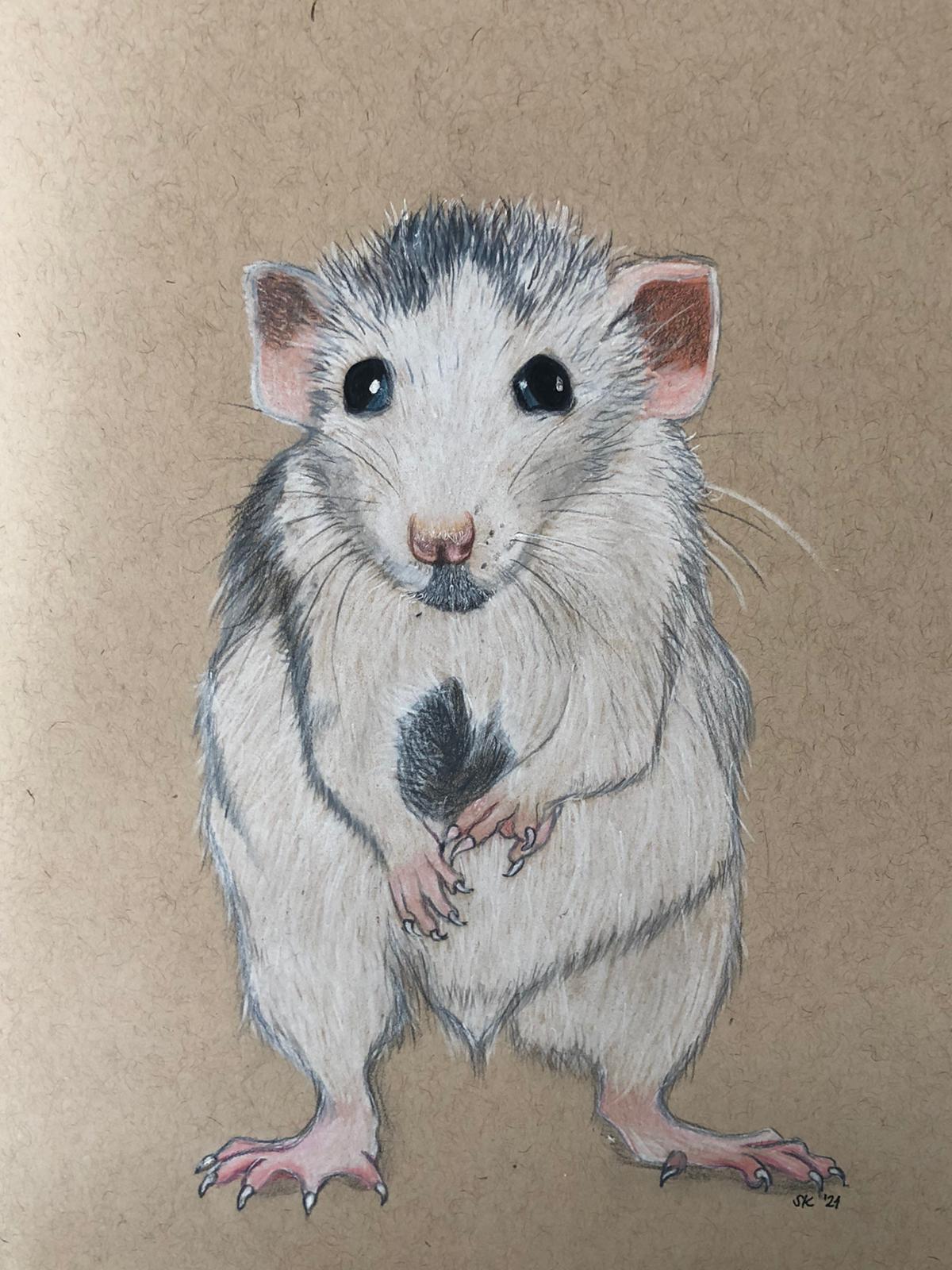 Tier Traum - Tierportrait - Krafttier Ratte