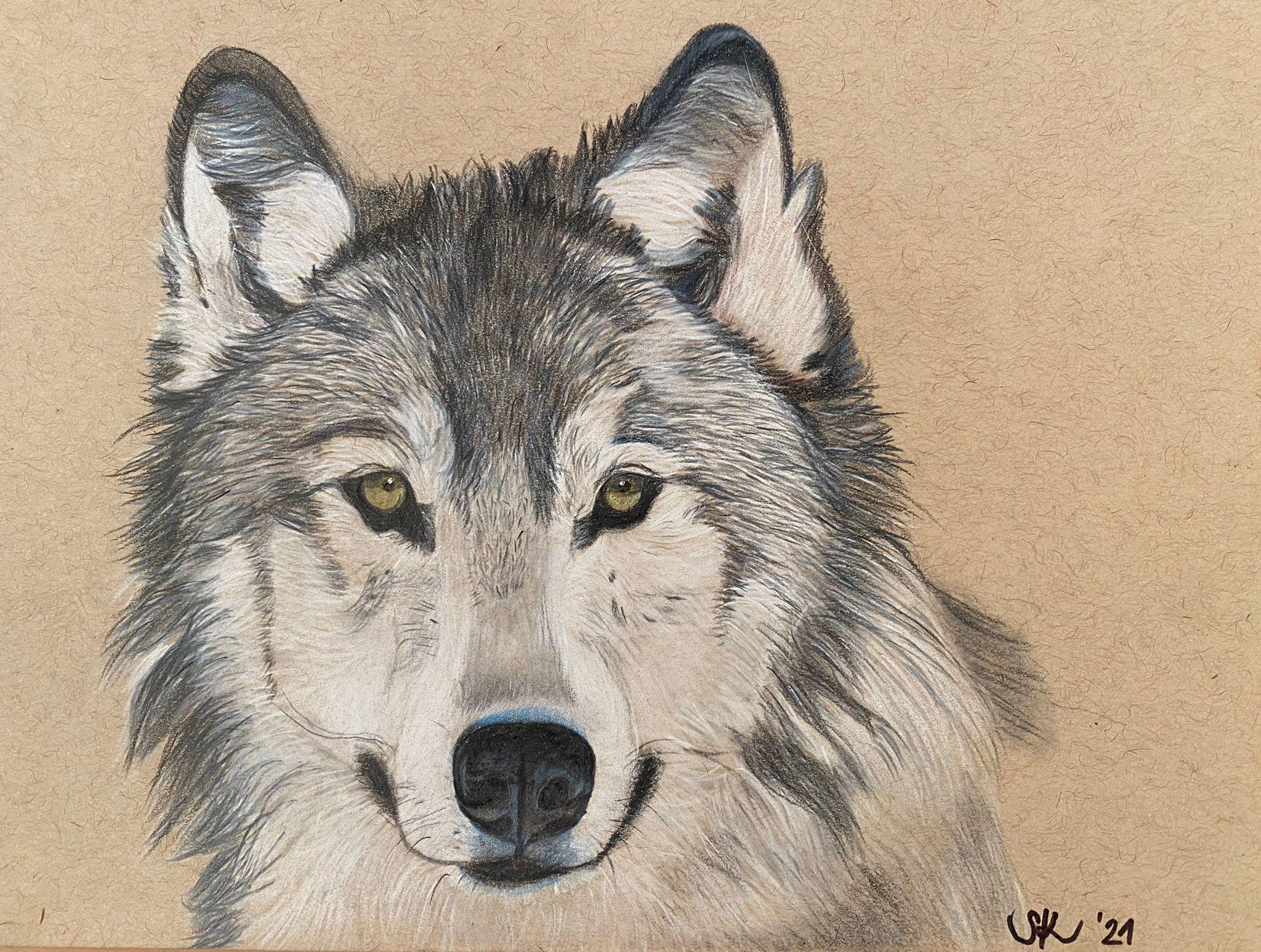 Tier Traum - Tierportrait - Wolf